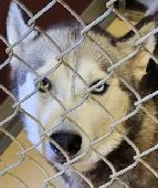 Husky